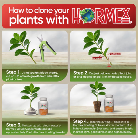 Rooting cubes setup with Hormex for consistent cloning results.