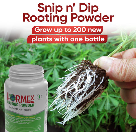 Hormex Rooting Powder packaging on display.
