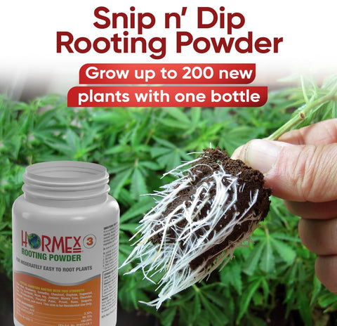Hormex rooting powder packet closeup shows clean, minimalist formula ideal for propagation.