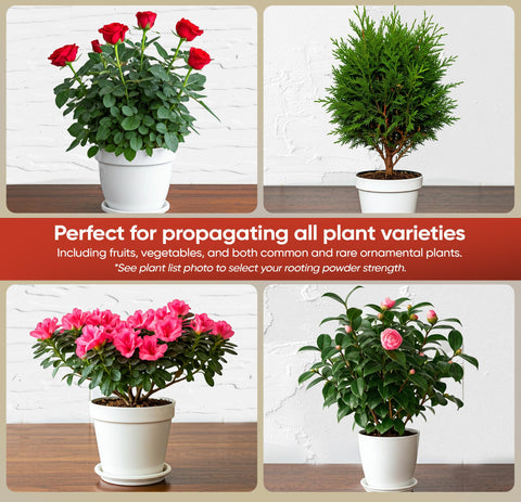 Hormex rooting powder on softwood cuttings boosts early root development.