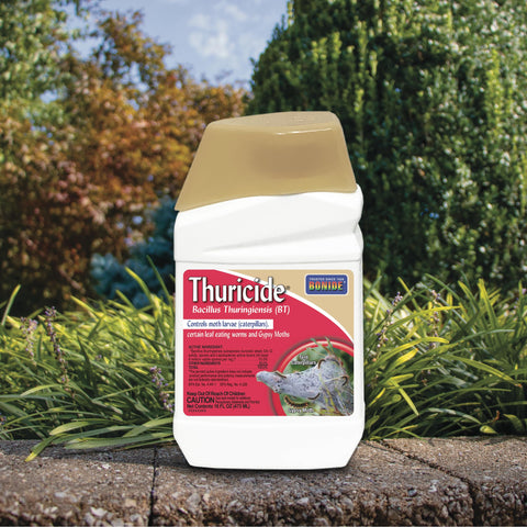 Hornworms on tomato plants treated with Thuricide for relief.