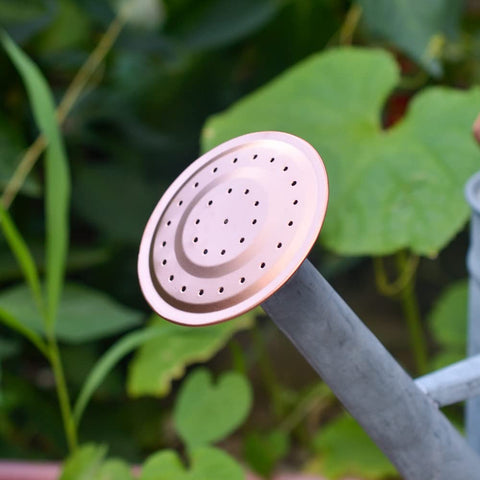 Versatile indoor and outdoor use of HORTICAN watering can