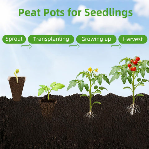 Hosetim seed starter tray shows drainage holes for healthy moisture.