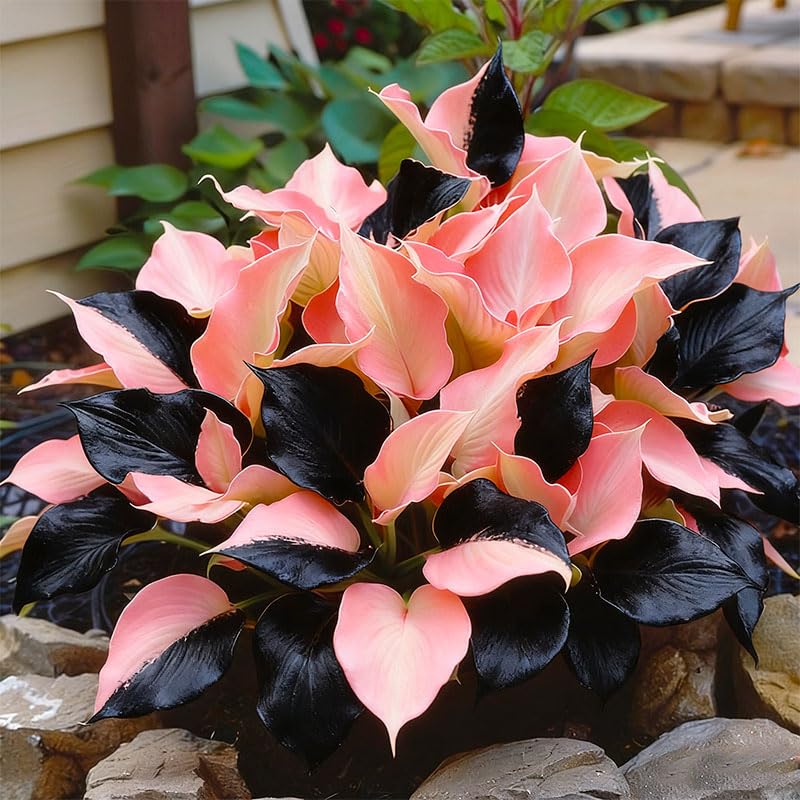 Care tips for Hostas in a warm environment without direct sun for seedlings