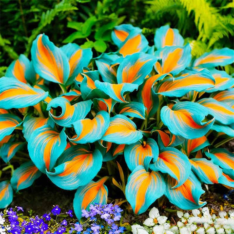 Hosta seeds growing in shaded beds after frost risk passes.