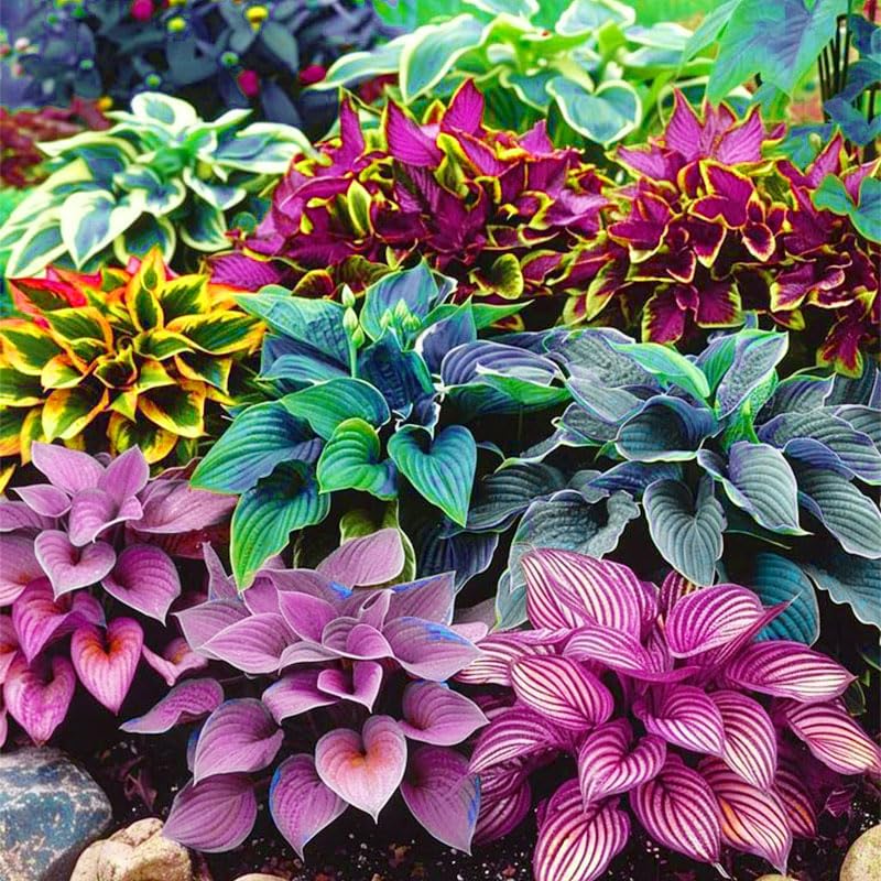 Hosta seed mix leaf texture closeup: plan for variegated foliage.