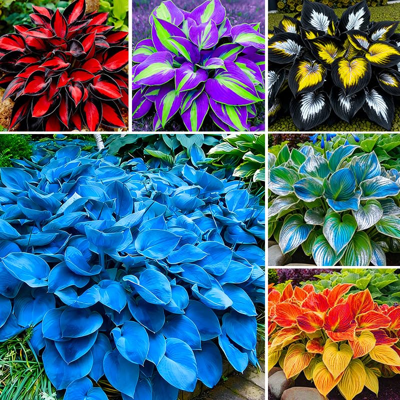 Hosta seed mix planting pack: compact seeds for indoor sowing and germination.