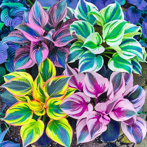 Hosta seed mix shade garden: ideal for transforming dark corners.