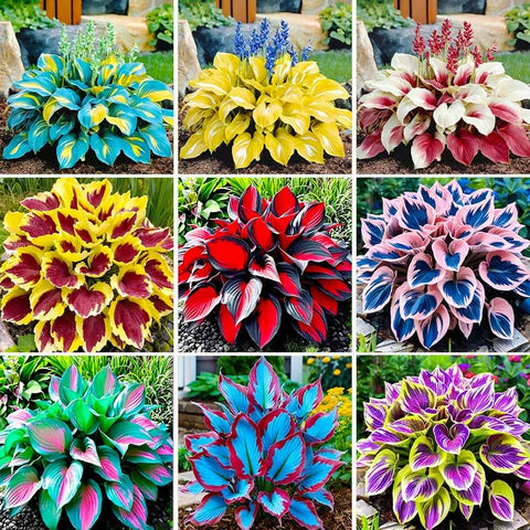 Hosta seed mix showing diverse leaf shapes for shaded garden interest.