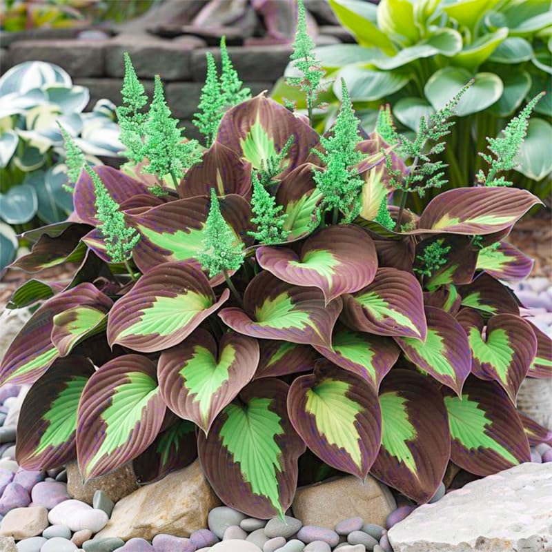 Hosta seeds with green-blue leaf forms to enrich shade borders.