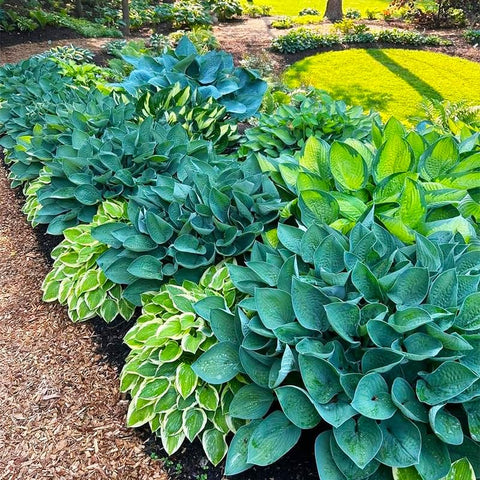 Hosta seeds can attract pollinators in shade gardens.