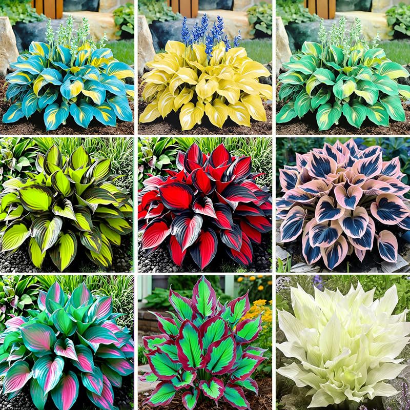 Hosta seeds in a shaded garden bed with lush foliage.