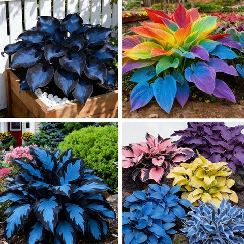 Hosta Seeds 110+ mixed colors foliage for shade garden
