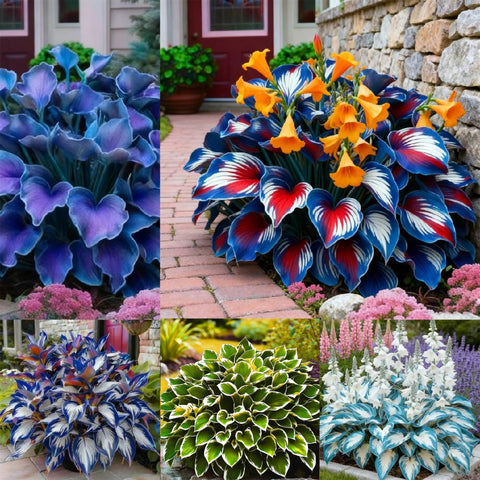Hosta seeds 310+ mix leaves display for a lush shade garden