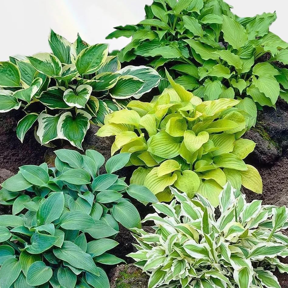 Hosta Seeds bonsai decoration collection for small spaces