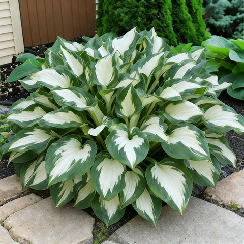 Hosta seeds for container garden design on patios.