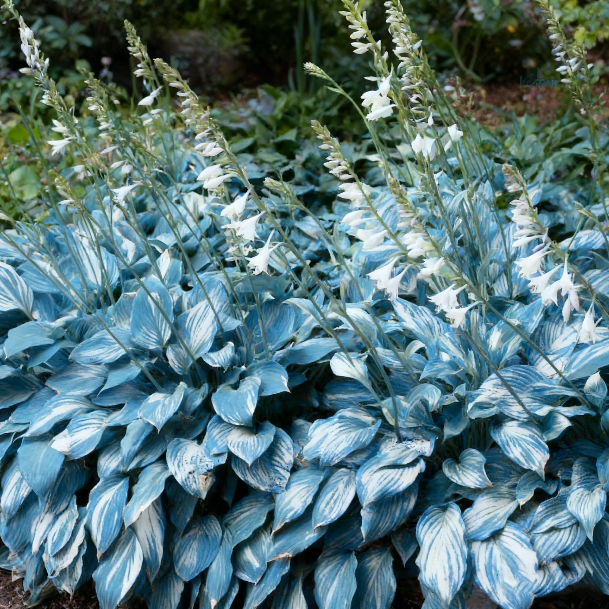 Hosta seeds are hardy in zones 3–9 for reliable perennial growth