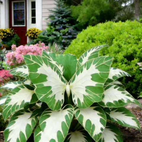 Hosta seeds lavender bloom spikes attract pollinators in summer