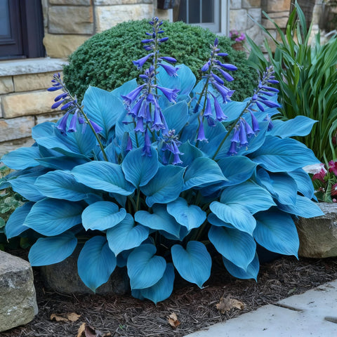 Lavender blooms appear midsummer, adding color to shade beds