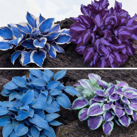 Hosta Seeds heirloom non-GMO for cold-hardy clumps