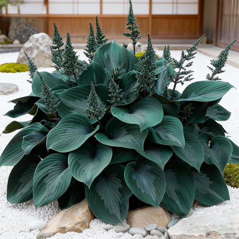 170+ mix hosta seeds for container plantings with green foliage.