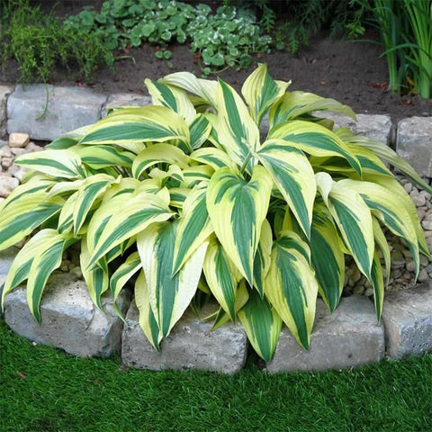 170+ mix hosta seeds to create serene green backdrops in beds.
