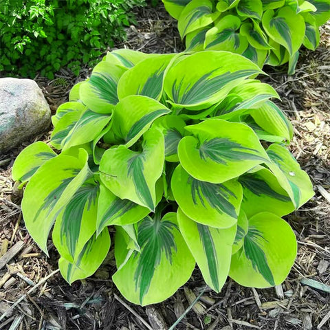 170+ mix hosta seeds showing dense leaf texture for shade.