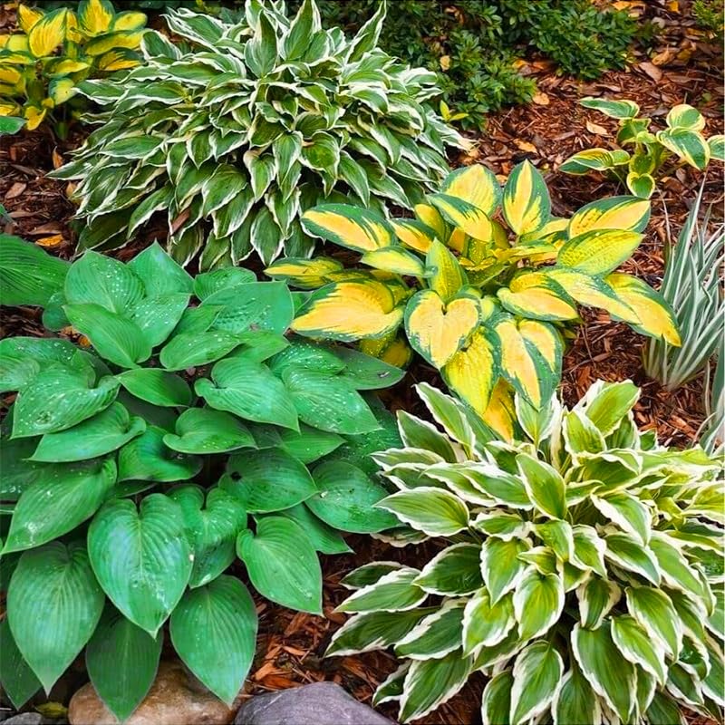 170+ mix hosta seeds ideal for shaded borders and ground cover.