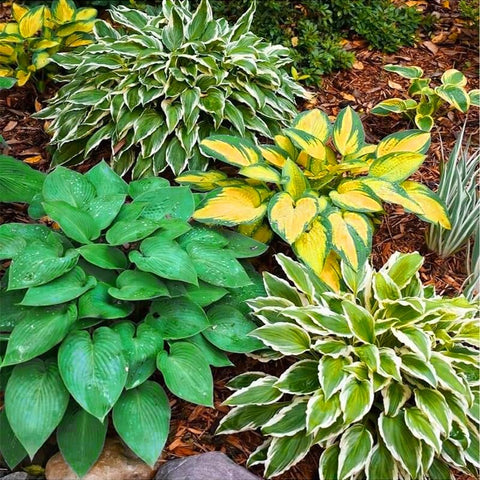 170+ mix hosta seeds ideal for shaded borders and ground cover.