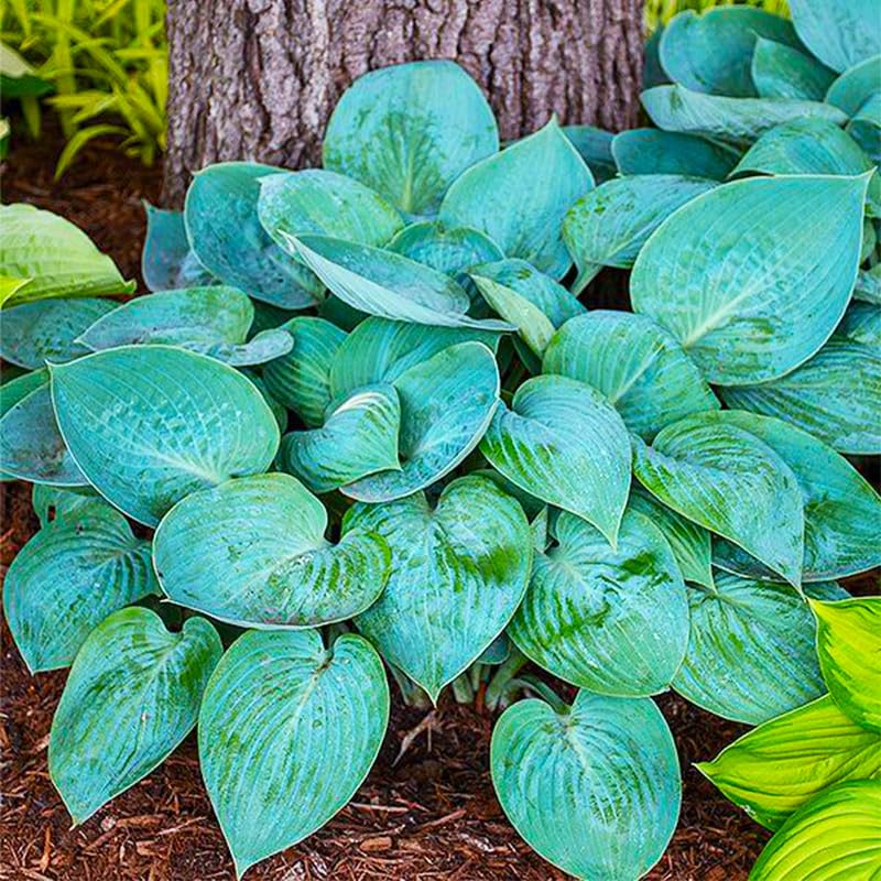 330+ Mixed Color Hosta Seeds among ferns and heucheras for layered shade.