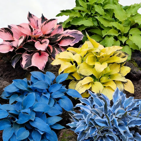Hosta seeds mixed color collection for vibrant shade garden foliage