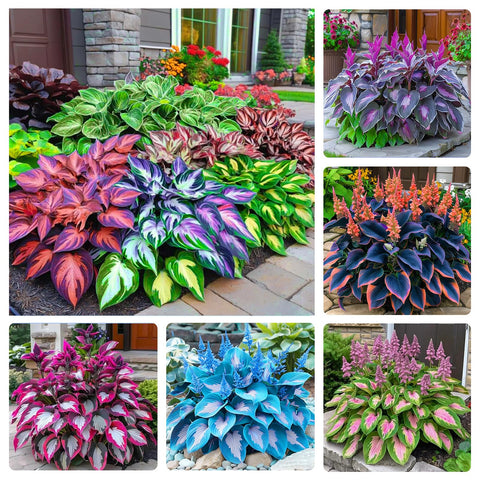330+ Mixed Color Hosta Seeds for ground cover in shade gardens.