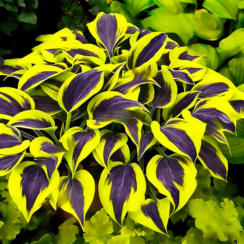 330+ Mixed Color Hosta Seeds for drought-tolerant shade landscapes.