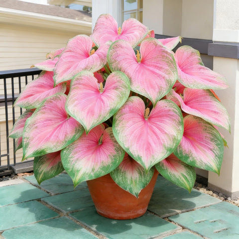 Hosta seeds attract pollinators and add greenery.