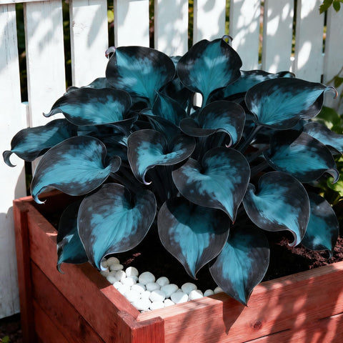 Hosta seeds for shade gardens with diverse foliage textures
