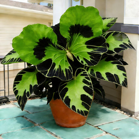 Hosta seeds for shade gardens thriving in moist, well-drained soil