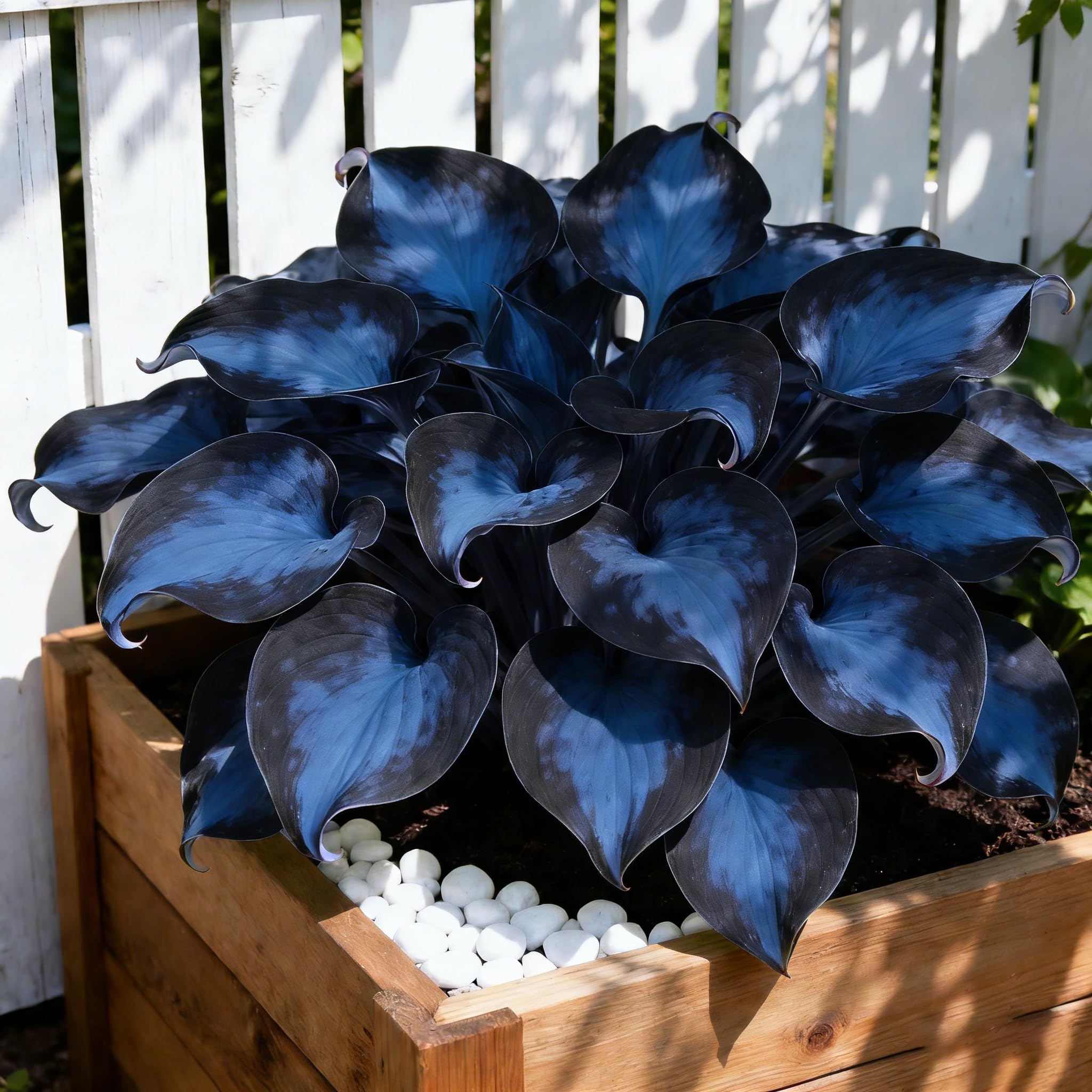 Hosta Seeds for planting in shade with lush foliage