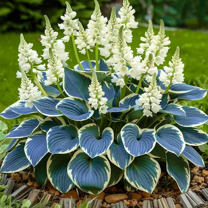 Hosta seeds sown in well-drained soil for even germination and growth