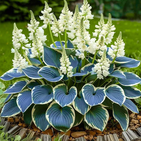 Hosta seeds sown in well-drained soil for even germination and growth