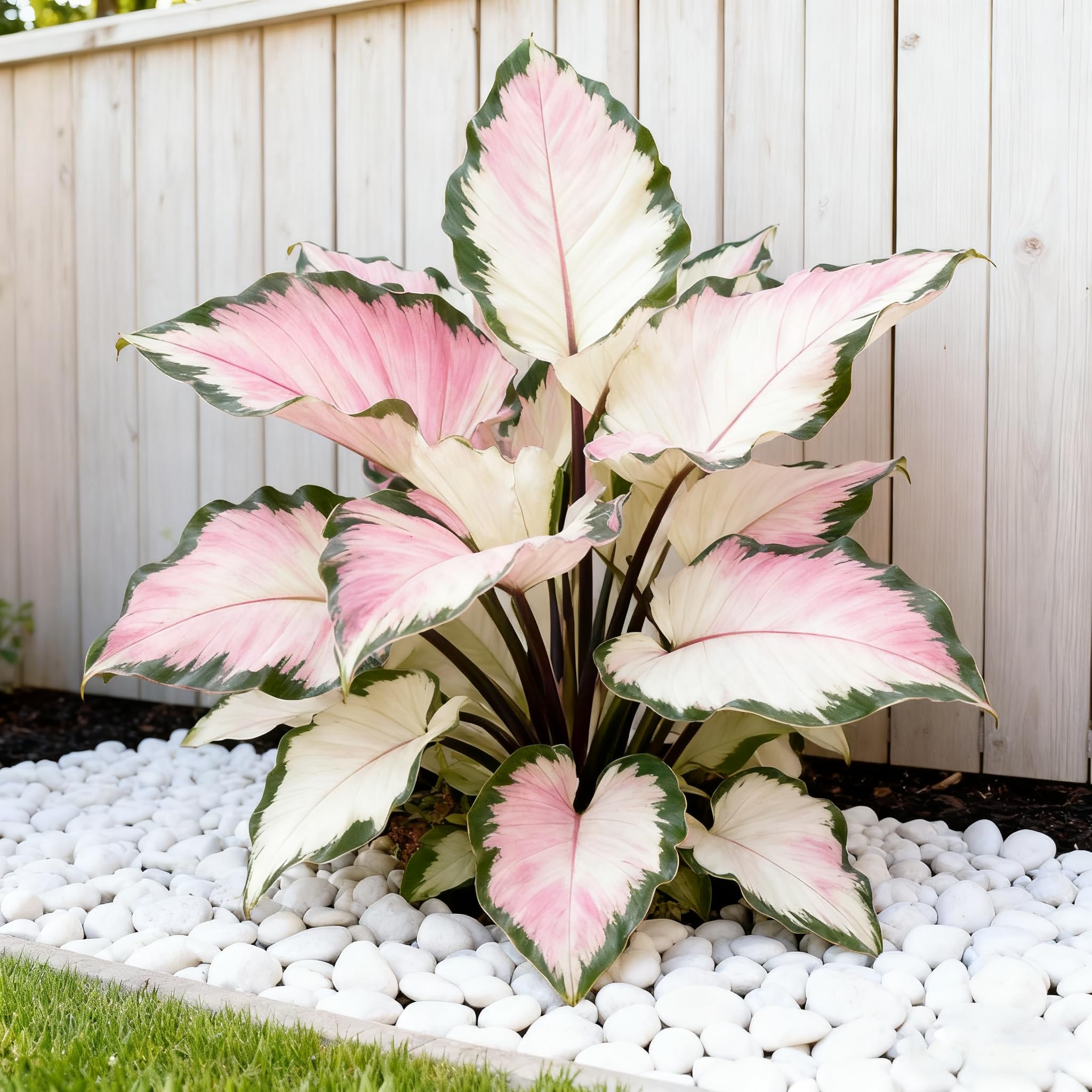 Hosta seeds summer blooms rise above foliage with gentle fragrance