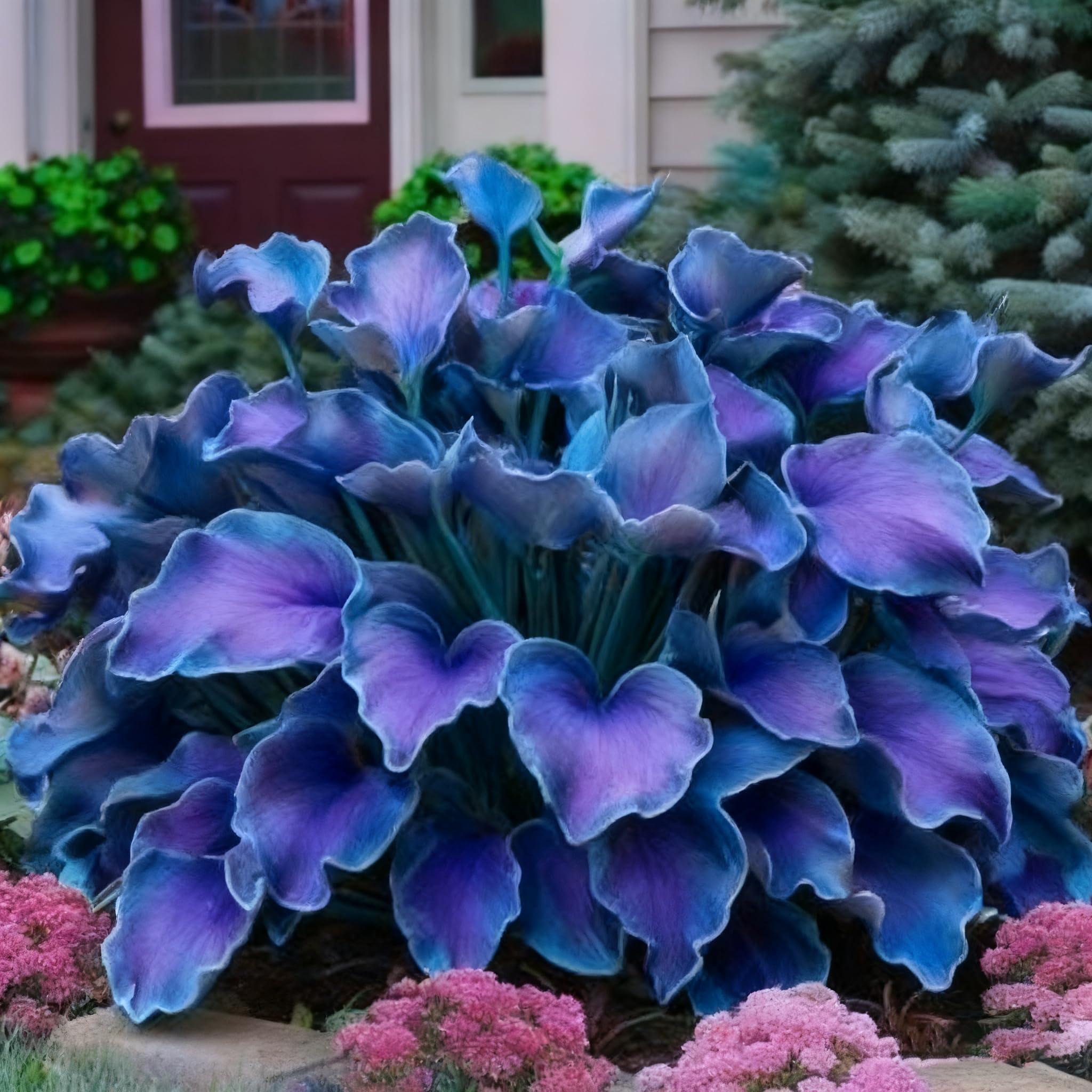 Hosta seeds variegated leaves offer visual interest in low-light spaces