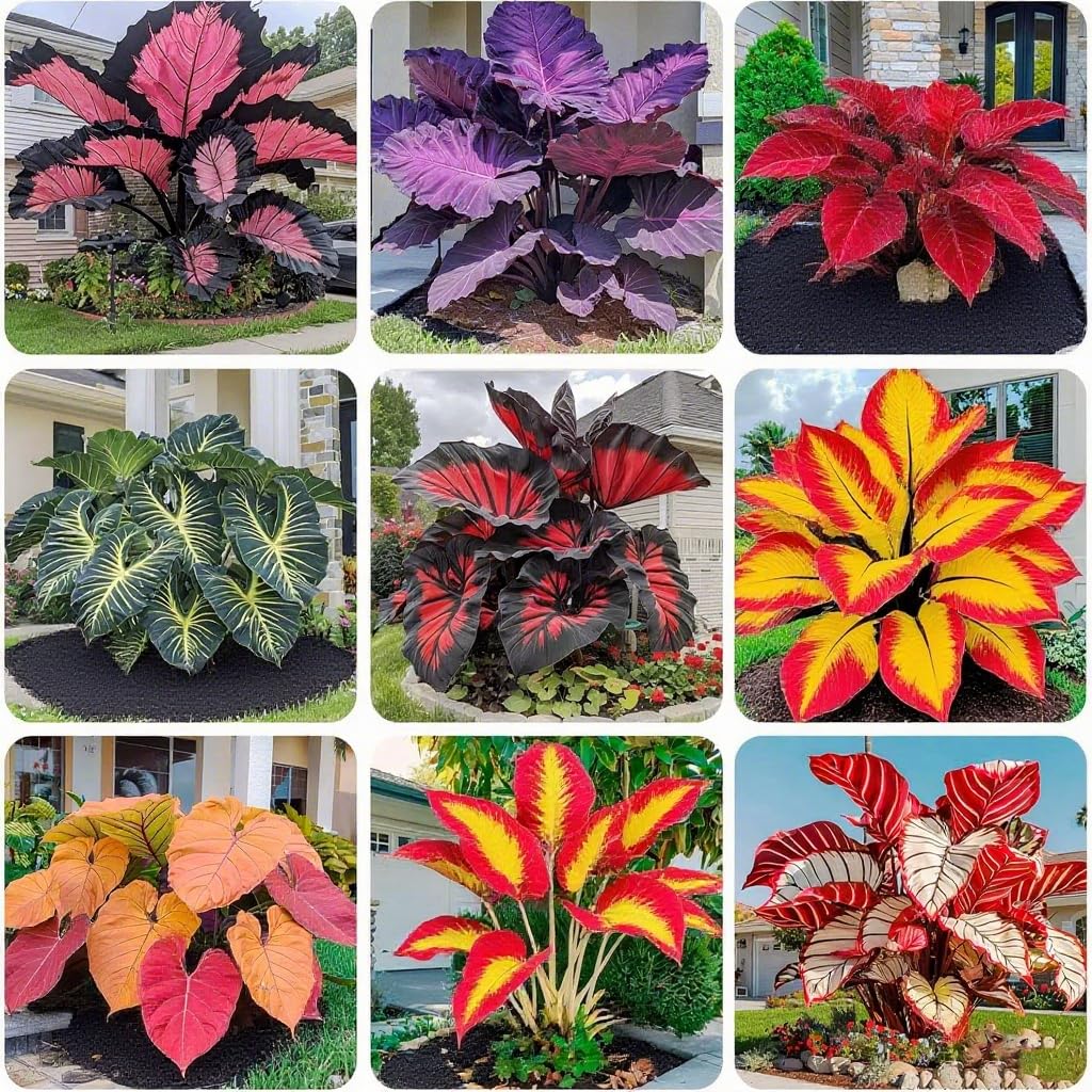 Hosta seeds variegated leaves add dramatic color in shaded borders