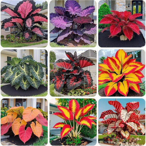 Hosta seeds variegated leaves add dramatic color in shaded borders