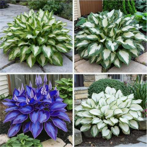 Hosta seeds variegated patterns add seasonal visual interest