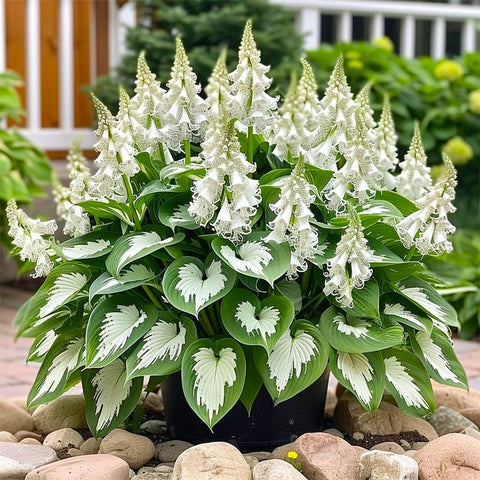 Shade garden landscape with Hostas adding texture and color layers