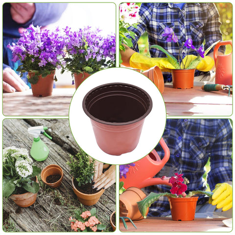 HOSTIC plants in container for nursery or greenhouse use.