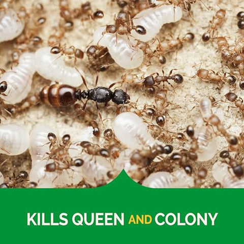 Hot Shot kills queen and ant colony when ants carry bait back to nest.