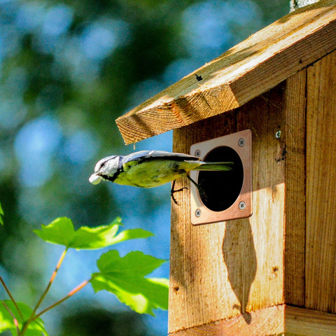 Hotop guard-installed-on-birdhouse keeps entry accessible to birds while shielding the hole.