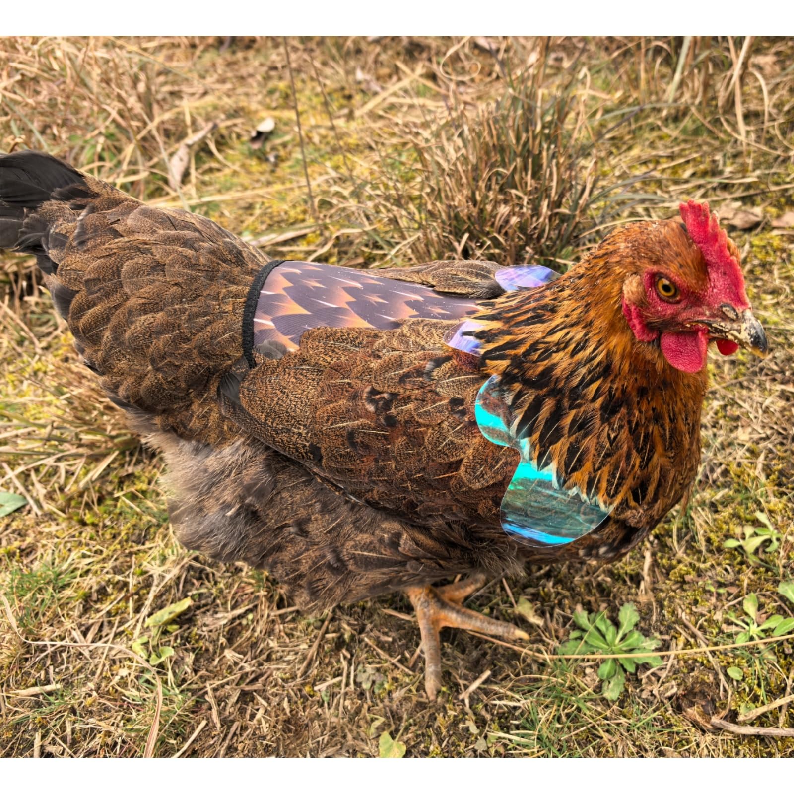 HOUGXD saddle with detachable wings offers adjustable protection for hens.