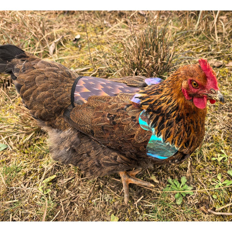 HOUGXD saddle with detachable wings offers adjustable protection for hens.